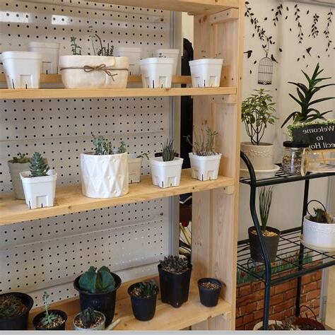 植物 diy